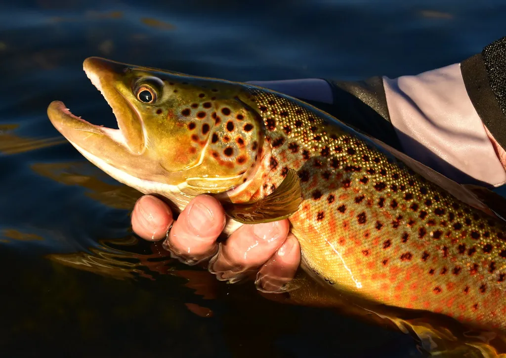 Can You Catch Trout Without Fly Fishing? 15 Proven Tips & Tricks!