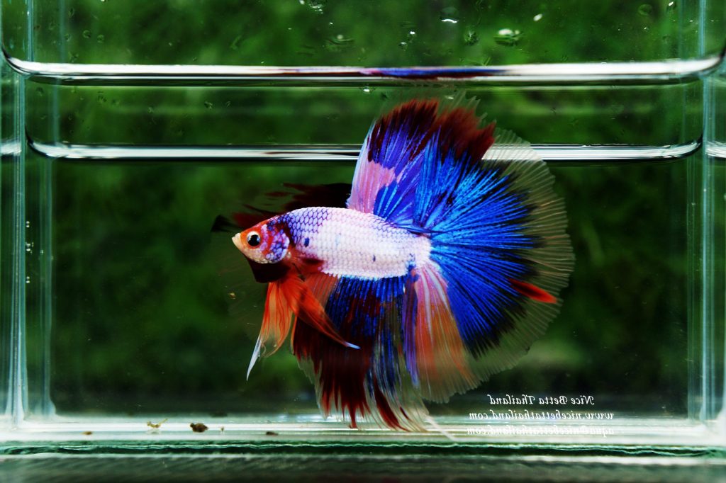 Siam Betta Fish